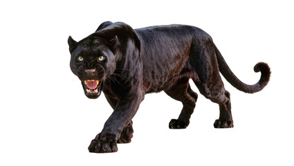 Isolated black panther walking forward with powerful growl, showing sharp fangs and piercing yellow eyes. © Ana