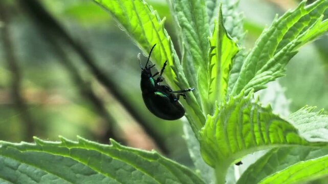 Shiny blue mint leaf beetle on green leaf with birdsong.