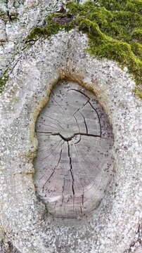 Wood ants organized anthill inside of living tree, lots of ants moving in and out of crack in wooden trunk. observing wild insects behavior in nature, bugs nesting in tree, ant formicary inside timber
