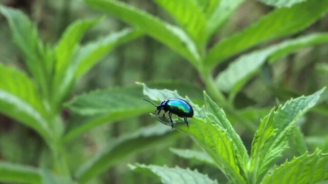 Shiny blue mint leaf beetle on green leaf, slow motion