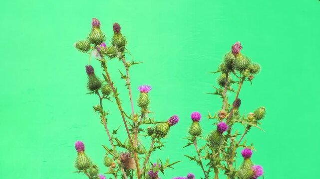 Blooming purple thistle plant branch on green screen background.