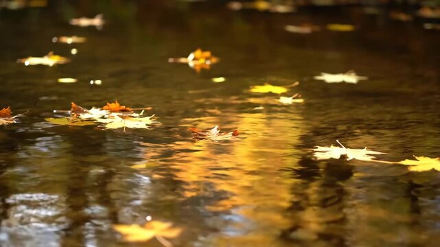 Autumn leaves float on water reflecting golden light with their natural beauty