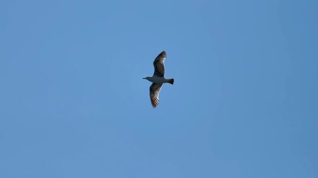 Seagull flies in clear blue sky over city during sunny afternoon in summer