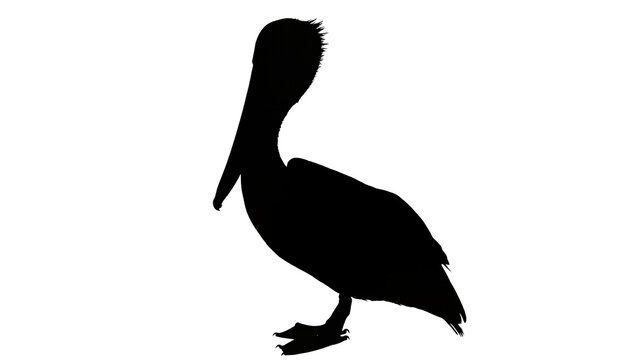 Isolated pelican bird silhouette, large water bird with long beak, wild aquatic animal profile view