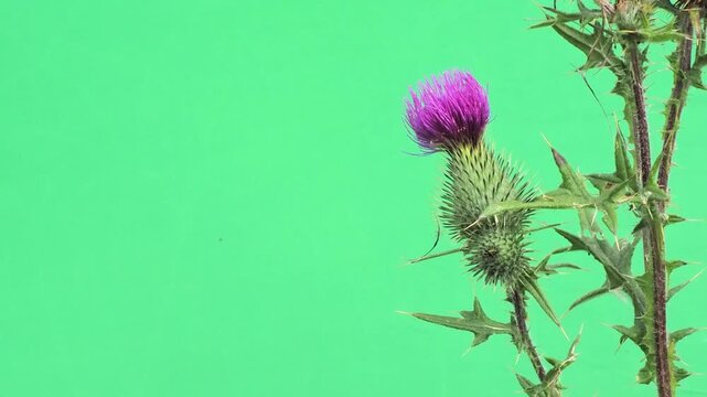 Two purple thistle flower buds on green screen background close-up.