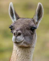 Fototapeta premium Guanaco in Patagonia, Chile