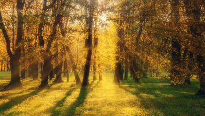 Fototapeta premium Autumn park landscape - autumnal trees in the park lit by sunlight breaking through the tree branches. Soft focus processing