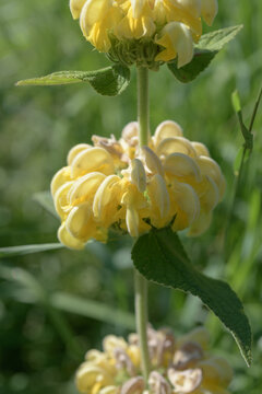 Phlomis plant with stacking whorls of pale yellow hooded flowers in a summer garden