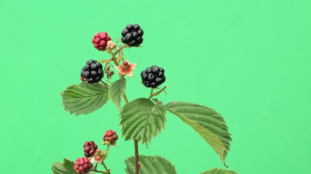 Blackberry branch with ripe and unripe berries on green screen.