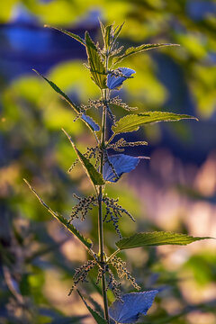 Brennesselbl&uuml;ten im Abendlicht