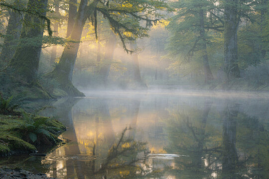 Misty Forest River at Dawn with Golden Light Rays