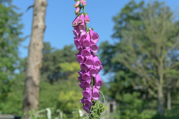 deep pink foxglove or digitalis flower spike in bloom at the park © eugen
