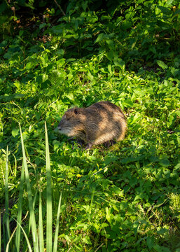 Wildlebende Biberratte in der Ufervegetation