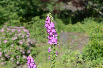 deep pink foxglove or digitalis flower spike in bloom at the park © eugen