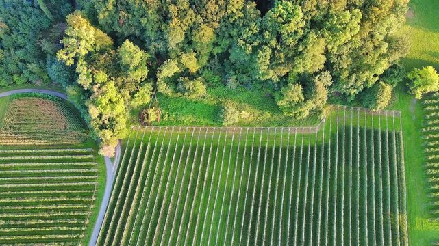 Golden Hour Aerial Flight Over Lush Forest and Green Fields