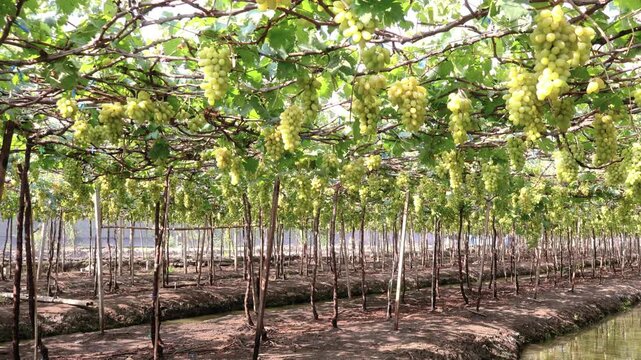 Bountiful harvest of white Malaga grapes on ditch and dike raised beds vineyard in Samut Sakhon, Thailand