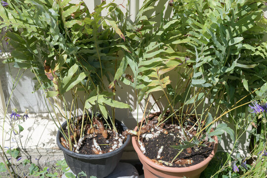 two potted Rabbit's Foot Fern (Davallia&nbsp;fejeensis) in a garden outside in summer