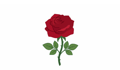 Fototapeta premium A vibrant red rose with green leaves on a white background