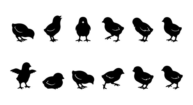 Cute Chick Silhouettes, Vector Set of Baby Birds in Various Poses, Simple Black and White Farm Animal Icons