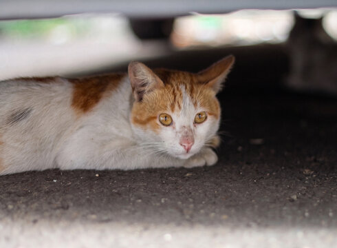 A ginger and white cat resting underneath a vehicle