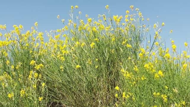 Common Broom flowers bloom in the bright sun of Crimea. This radiant bush fills the air with natural joy and calm, sunny energy.