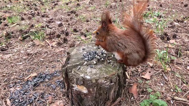 A red squirrel sits right on a stump with seeds in the forest, collects seeds with its front paws, eats them and