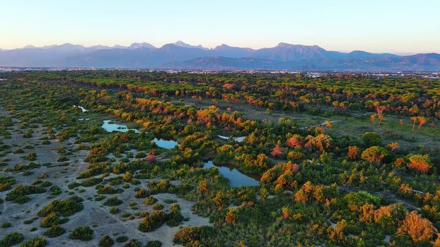 Golden Sunset Over Coastal Landscape with Lush Forest and Distant Mountains