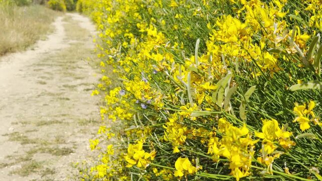 Vibrant Common Broom flowers bloom alongside a peaceful dirt path. This sun-drenched scene in Crimea fills the soul with joy and serene natural beauty.