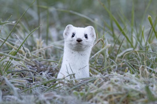 Ermine (Mustela erminea), in winter fur, M&uuml;nster, Tyrol, Austria