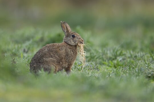 Rabbit (Oryctolagus cuniculus) adult animal carrying grass for bedding material in its mouth, Suffolk, England, United Kingdom