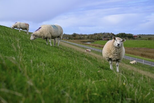 Sheep on a dyke, Pellworm Island, Schleswig-Holstein Wadden Sea National Park, North Frisia, Germany