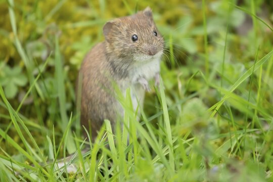 Field vole (Microtus agrestis) adult rodent animal in grassland, England, United Kingdom