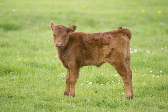 Domestic Cattle (Bos primigenius taurus) calf standing on a pasture, Lower Saxony, Germany