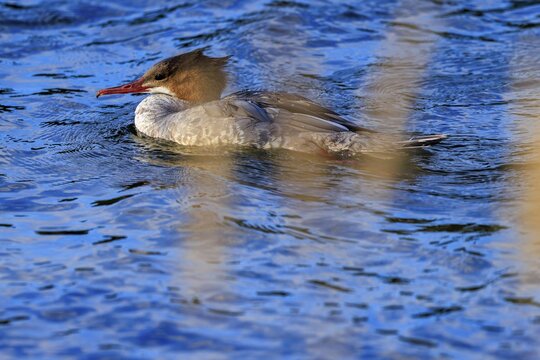 A duck bird swims on a blue body of water surrounded by nature, goose sanders (Mergus merganser), wildlife, Western Pomerania Lagoon Area National Park, Zingst, Mecklenburg-Western Pomerania, Germany