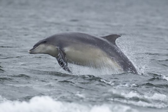 Common bottlenose dolphin (Tursiops truncatus) adult marine mammal leaping out of the sea, Scotland, United Kingdom