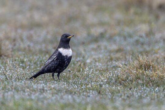 During their spring migration, ring ouzels (Turdus torquatus) can be easily observed on the Danish North Sea coast, Denmark