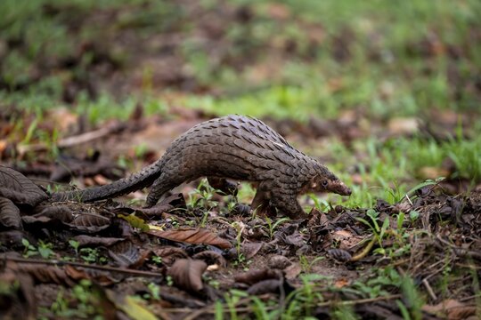 Pangolin on the ground, white-bellied pangolin (Phataginus tricuspis, Manis tricuspis), Western Region, Pangolin Rescue Center, Uganda