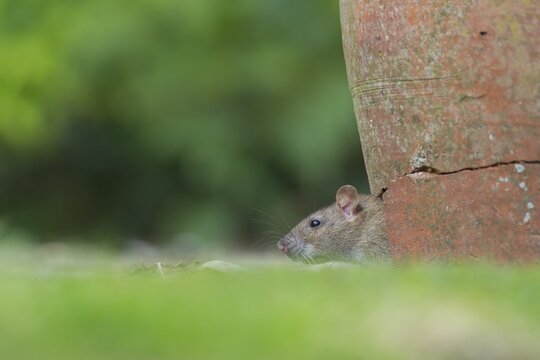 Brown rat (Rattus norvegicus) adult rodent animal looking out of a broken plant pot on a garden patio, England, United Kingdom
