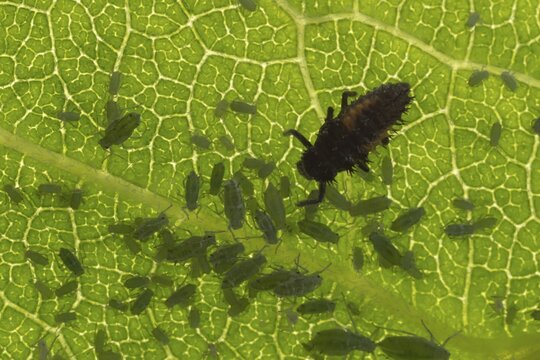 Harlequin ladybird or ladybug (Harmonia axyridis) adult insect larva and Plum aphid (Hyalopterus pruni) aphids on a plum tree leaf in summer, England, United Kingdom