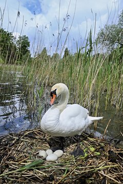 Mute swan (Cygnus olor), adult female standing on nest next to clutch of four eggs, Lake Zug, Cham, Switzerland