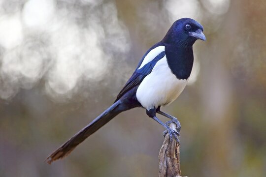 European magpie (Pica pica) sitting on a root, Solms, Hesse