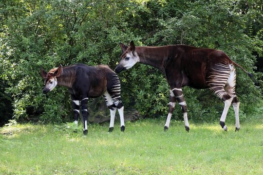 Okapi (Okapia johnstoni), adult, female, with young, social behaviour, foraging, captive