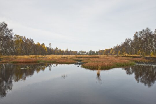 Autumn bog with narrow-leaved common cottongrass (Eriophorum angustifolium), Emsland, Lower Saxony, Germany