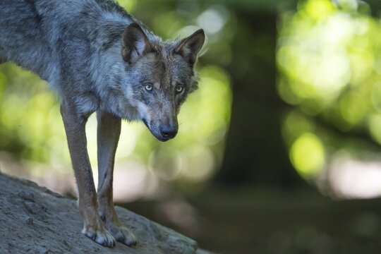 Gray wolf (Canis lupus), portrait, Neuhaus, Lower Saxony, Germany