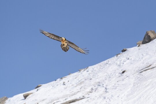 Bearded vulture (Gypaetus barbatus), in flight in front of Schneew&auml;chte, Valais, Switzerland