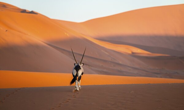 Oryx gazella, oryx antelope walking in front of the red sand dunes of the Namib Desert, Sossusvlei region, Namib-Naukluft Park, Namibia