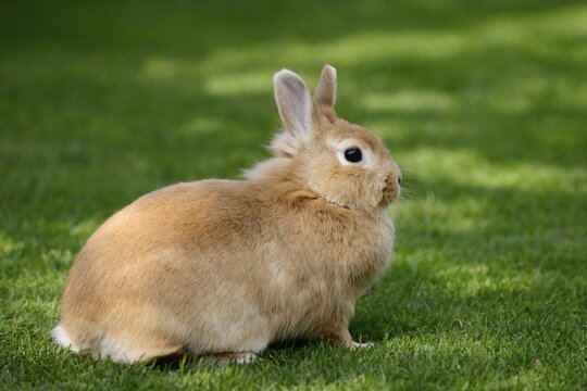 Dwarf rabbit (Oryctolagus cuniculus forma domestica) in a meadow, North Rhine-Westphalia, Germany
