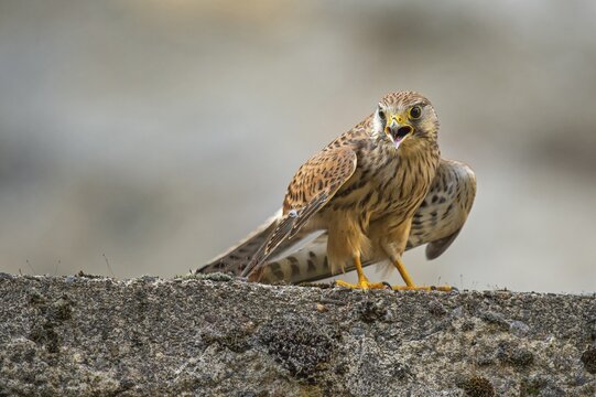 Kestrel (Falco tinnunculus), Gerolstein, Rhineland-Palatinate, Germany