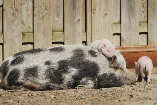 G&ouml;ttingen minipig (Sus scrofa f. domestica), sow and piglet, North Rhine-Westphalia, Germany