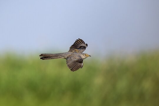 Cuckoo (Cuculus canarus), bird, flying, Danube Delta, Romania